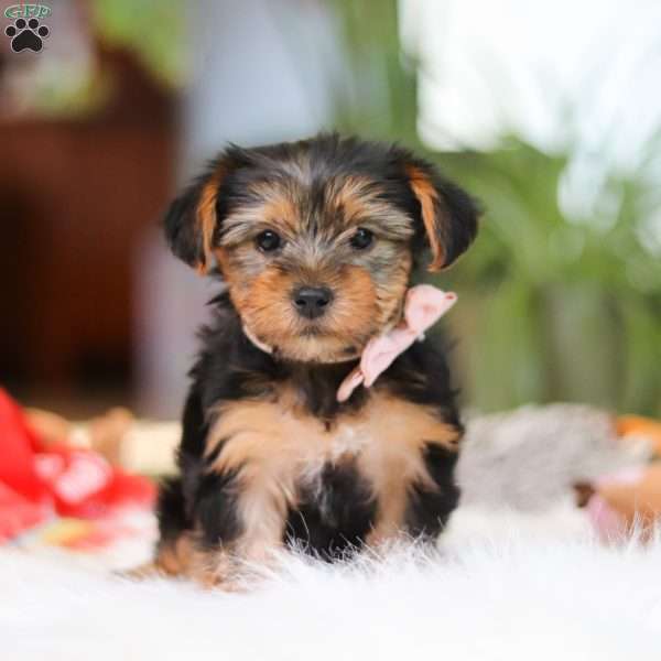 Millie, Yorkie Puppy
